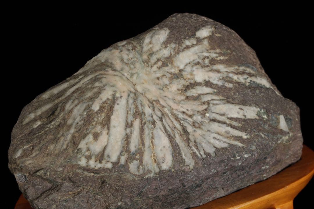 菊花石 菊紋石 一輪 白菊 台座付 2.2kg 鑑賞石 原石 水石 盆石 飾石