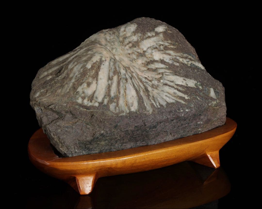 菊花石 菊紋石 一輪 白菊 台座付 2.2kg 鑑賞石 原石 水石 盆石 飾石