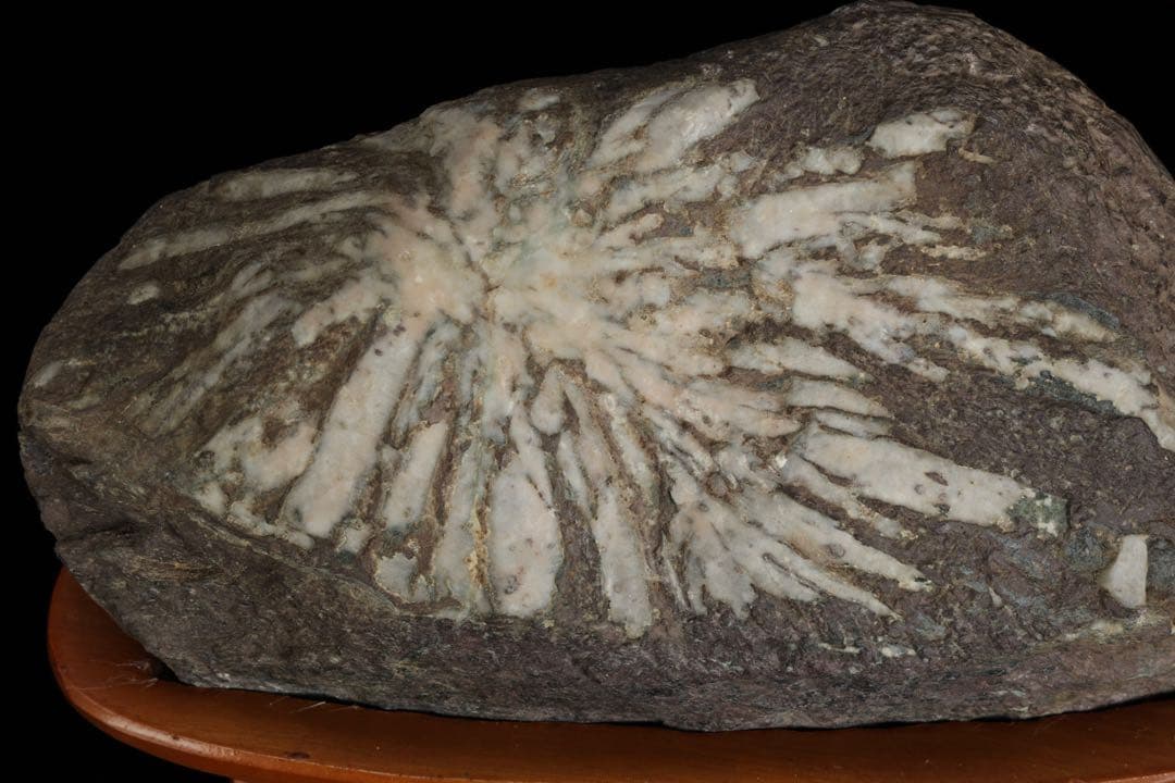 菊花石 菊紋石 一輪 白菊 台座付 2.2kg 鑑賞石 原石 水石 盆石 飾石