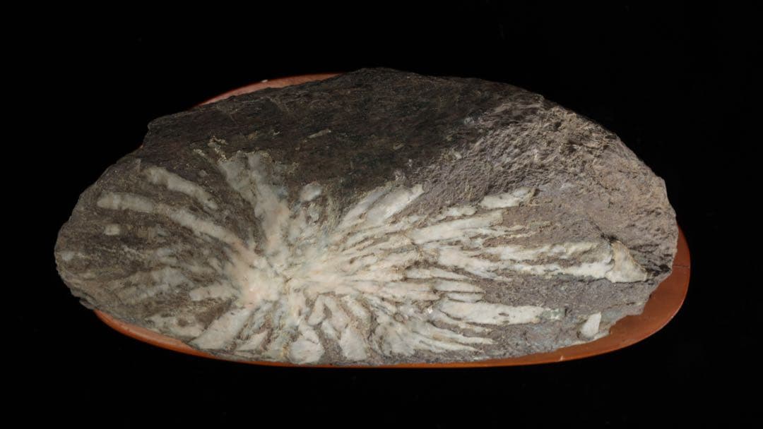 菊花石 菊紋石 一輪 白菊 台座付 2.2kg 鑑賞石 原石 水石 盆石 飾石