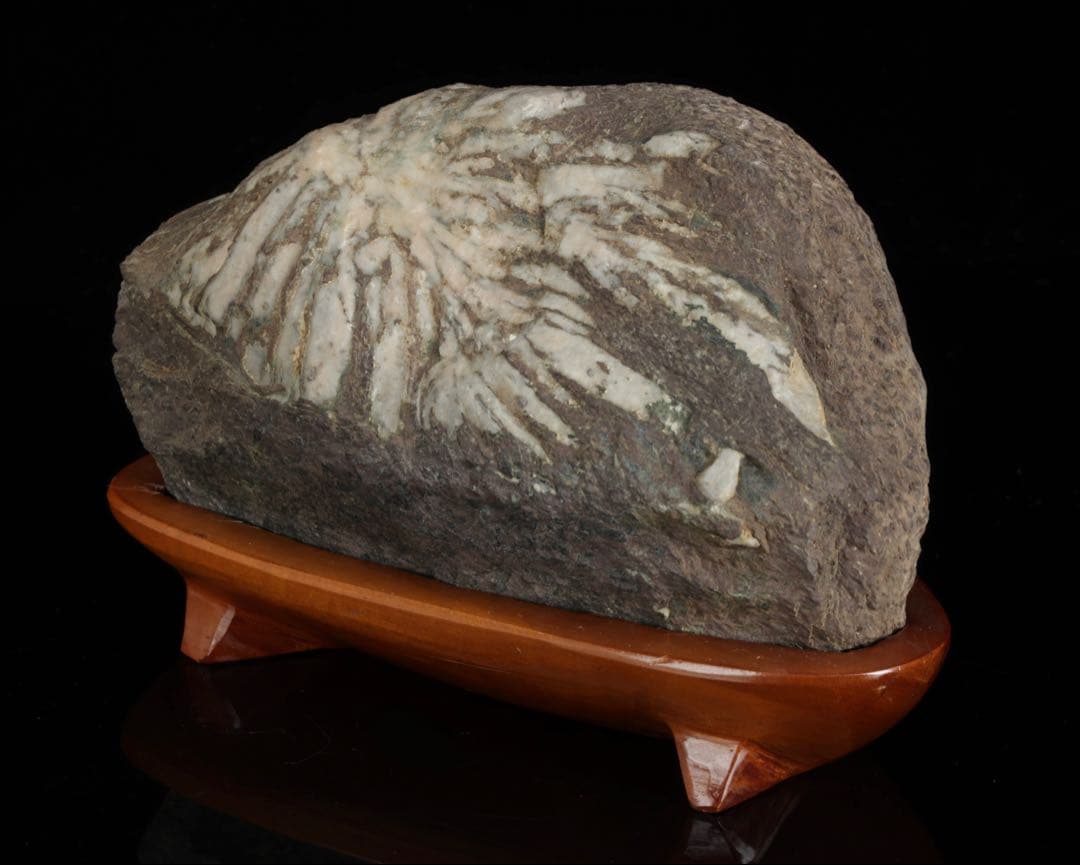 菊花石 菊紋石 一輪 白菊 台座付 2.2kg 鑑賞石 原石 水石 盆石 飾石