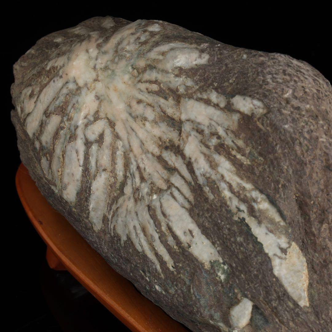 菊花石 菊紋石 一輪 白菊 台座付 2.2kg 鑑賞石 原石 水石 盆石 飾石