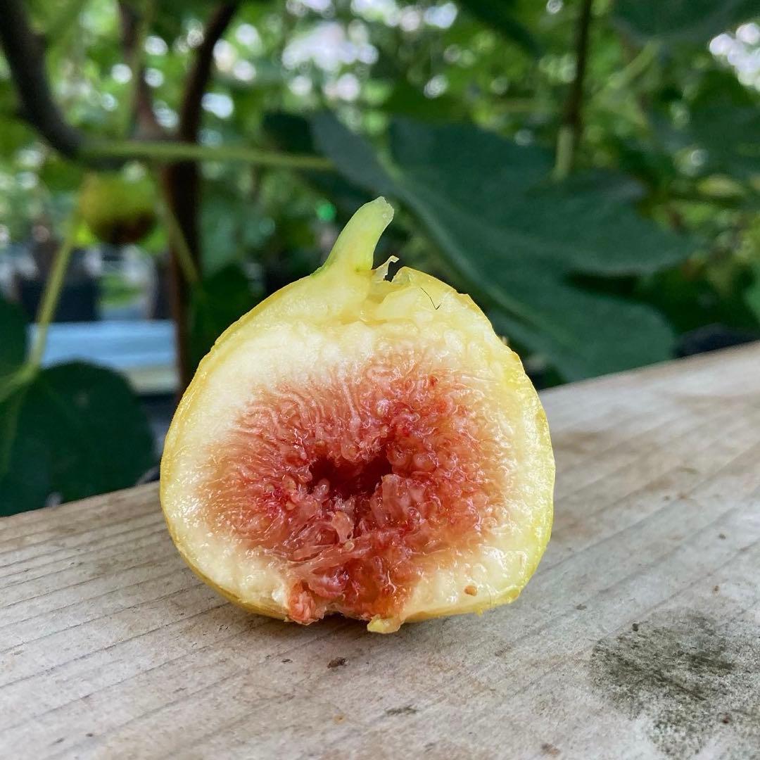 Azerbaijan Yellow 挿木苗 イチジク - メルカリ