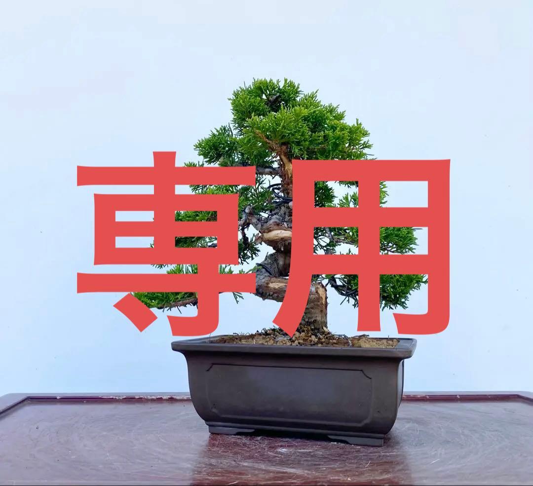 白木盆栽園 糸魚川真柏 樹高25センチ 盆栽黒松赤松五葉松真柏観葉