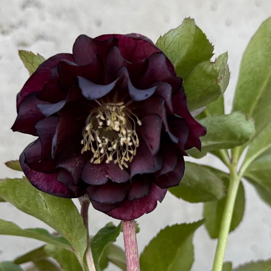 クリスマスローズ　ダブル