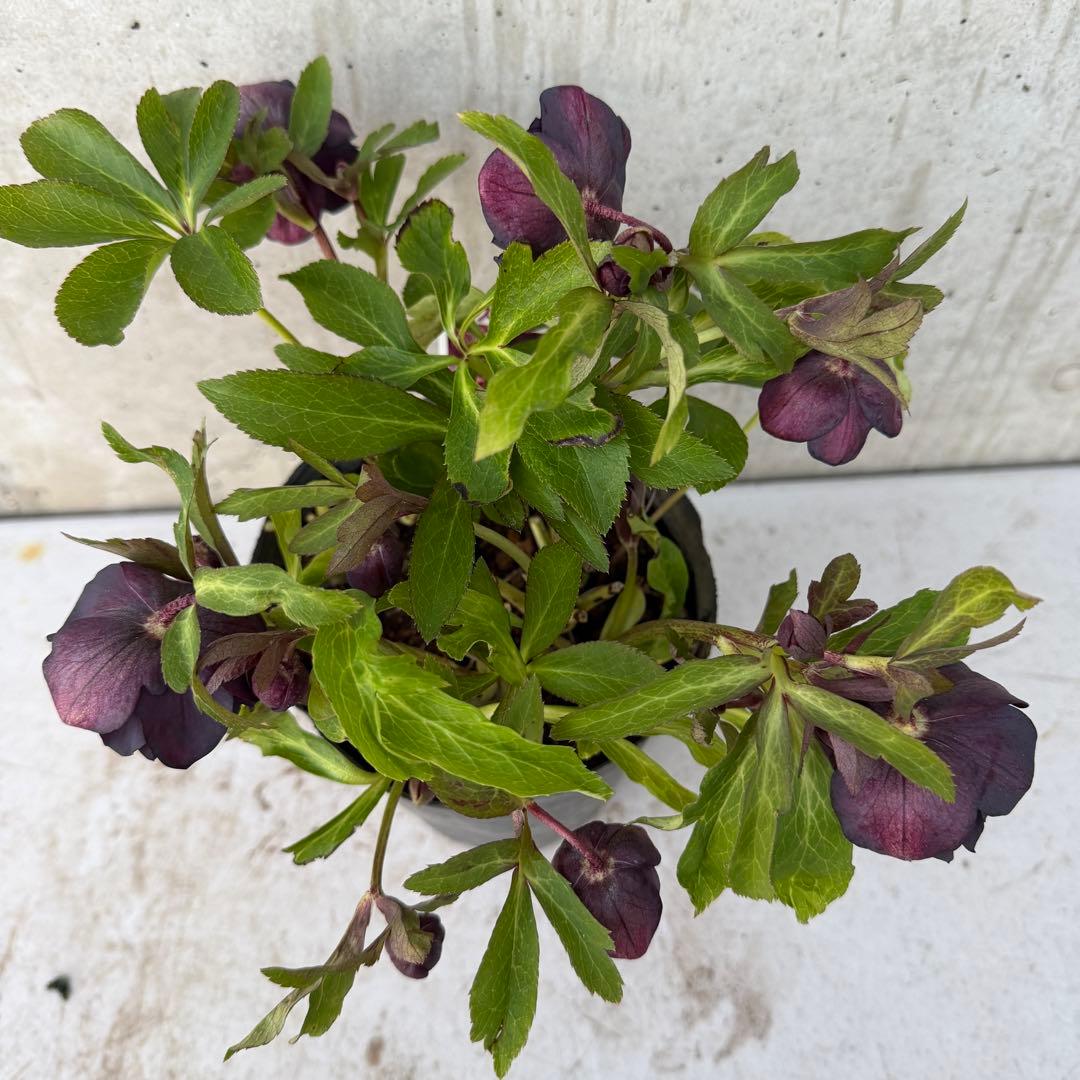 クリスマスローズ　ダブル