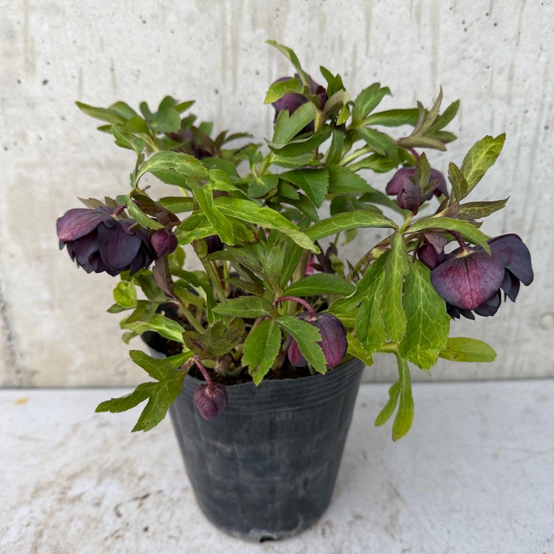 クリスマスローズ　ダブル