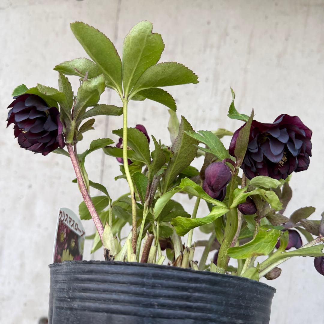 クリスマスローズ　ダブル