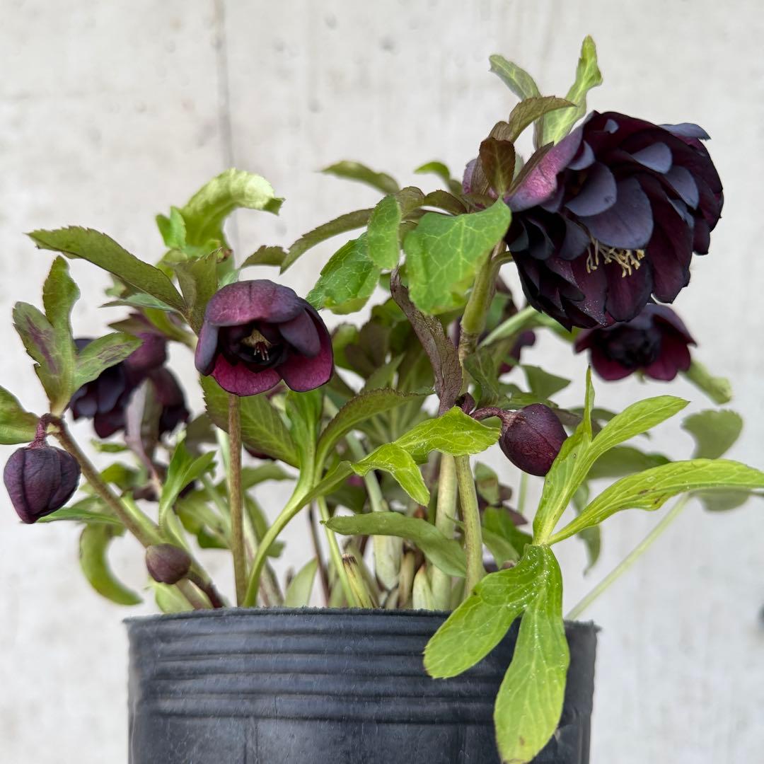 クリスマスローズ　ダブル