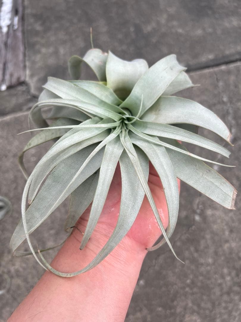 チランジア・キセログラフィカ15株…根っこ生え