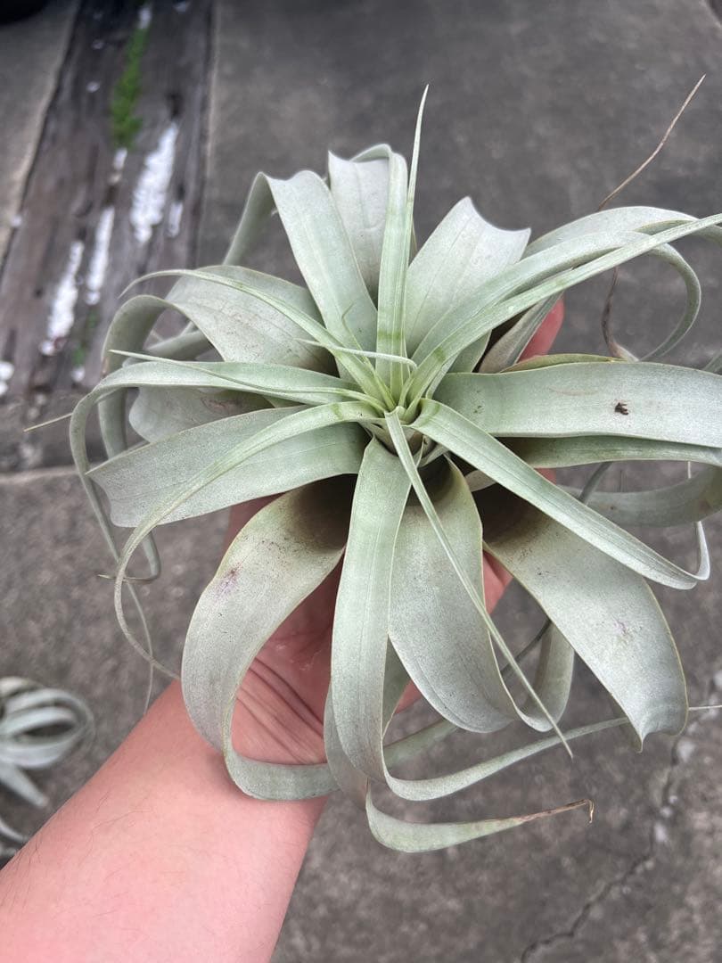チランジア・キセログラフィカ15株…根っこ生え
