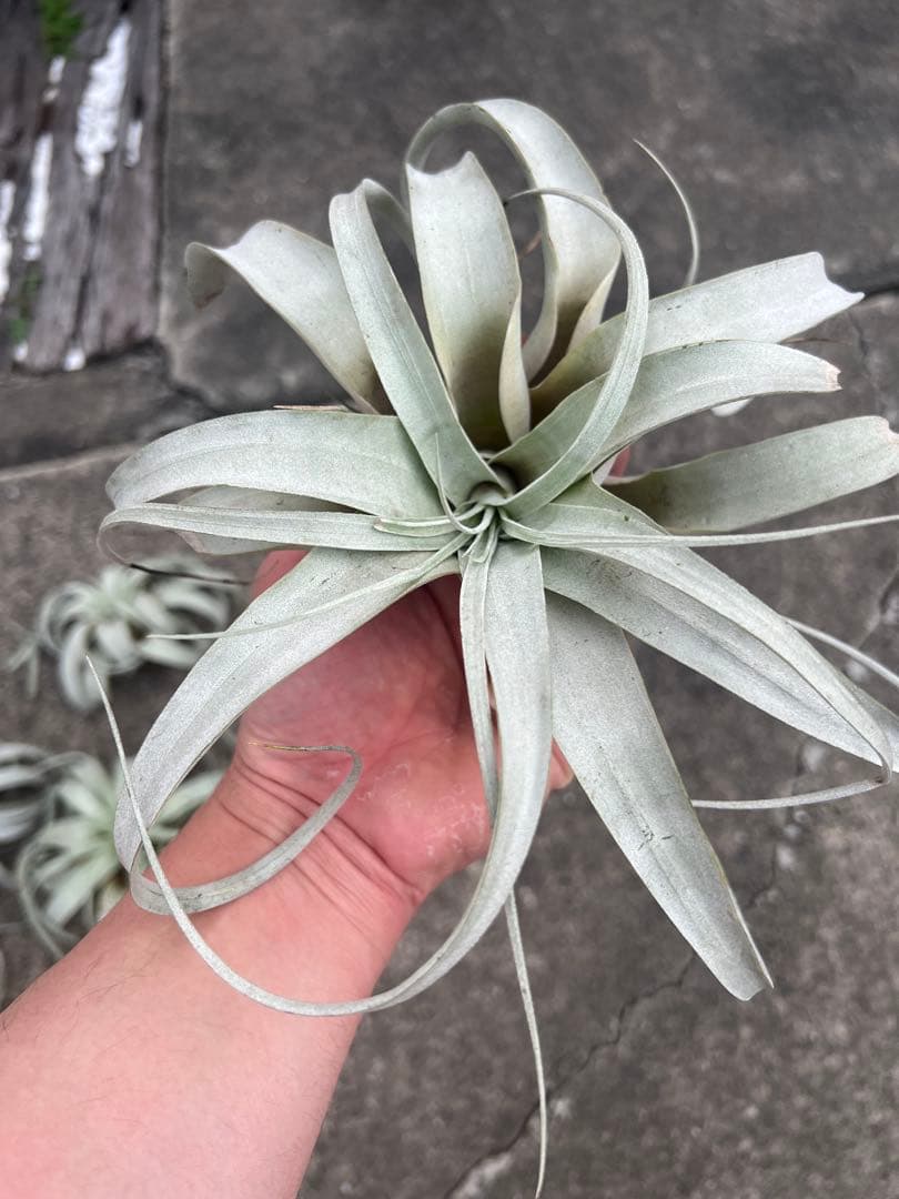 チランジア・キセログラフィカ15株…根っこ生え