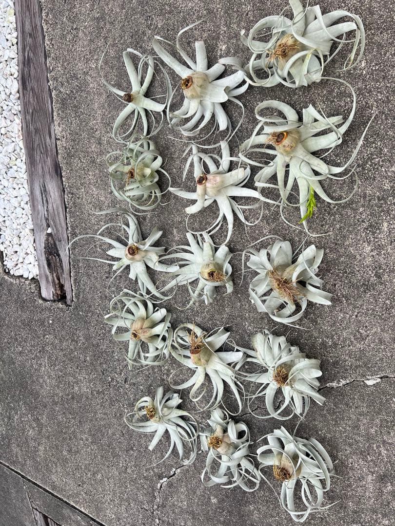 チランジア・キセログラフィカ15株…根っこ生え