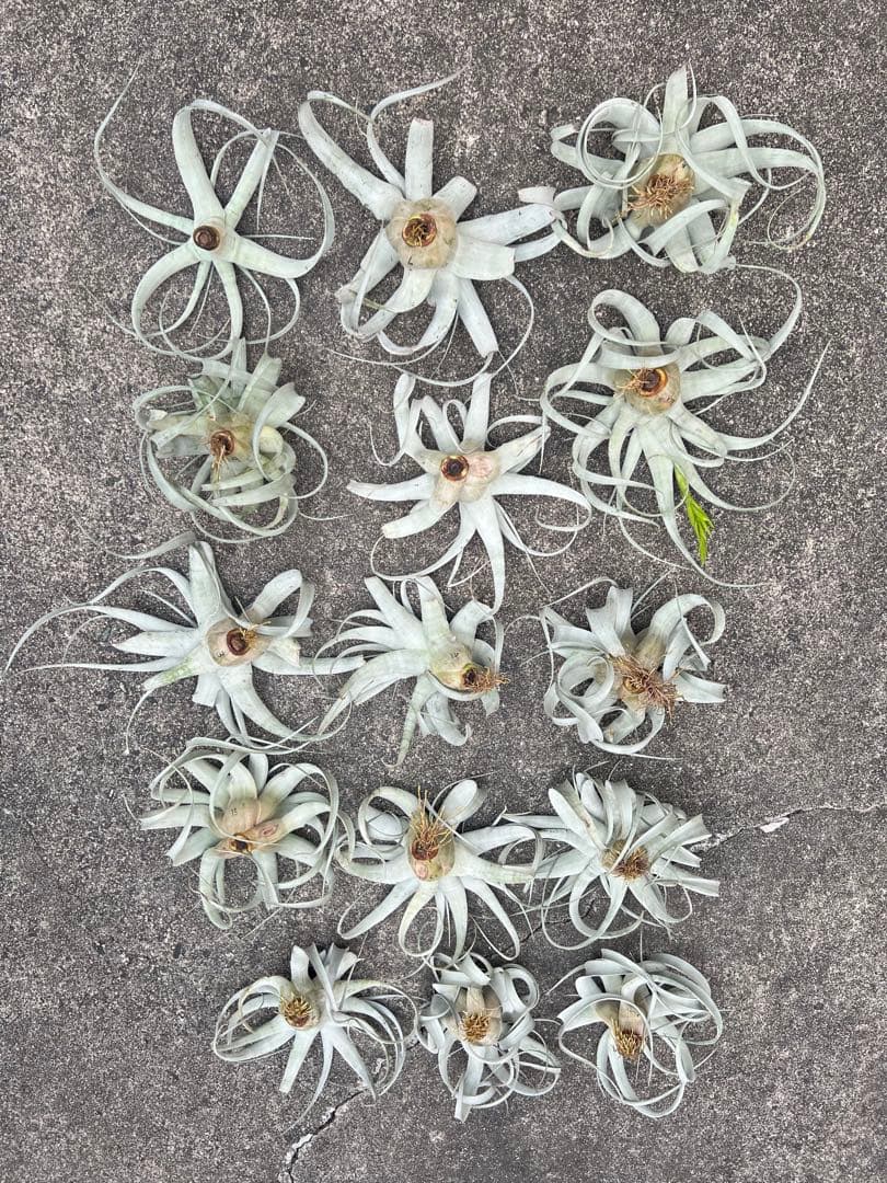 チランジア・キセログラフィカ15株…根っこ生え