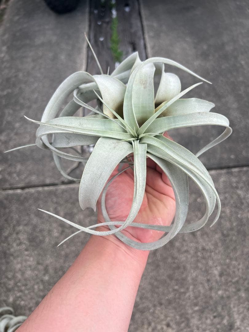 チランジア・キセログラフィカ15株…根っこ生え