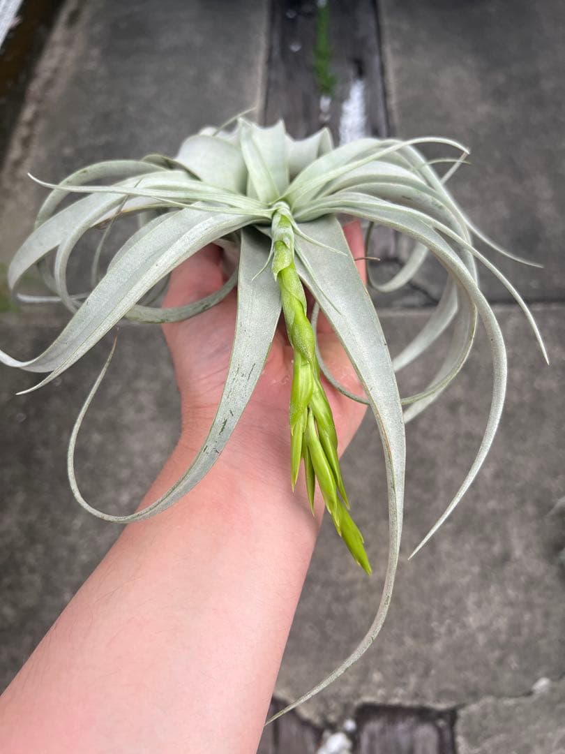 チランジア・キセログラフィカ15株…根っこ生え