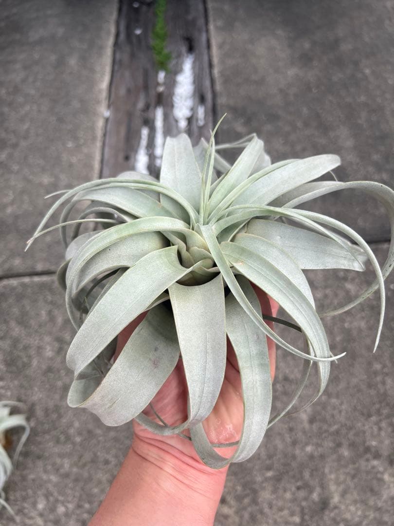 チランジア・キセログラフィカ15株…根っこ生え