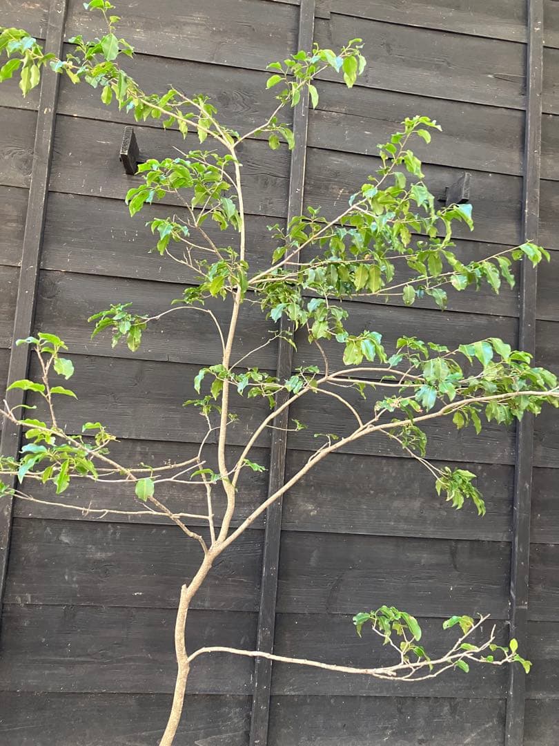 21 山採り　ソヨゴ　雌雄不明