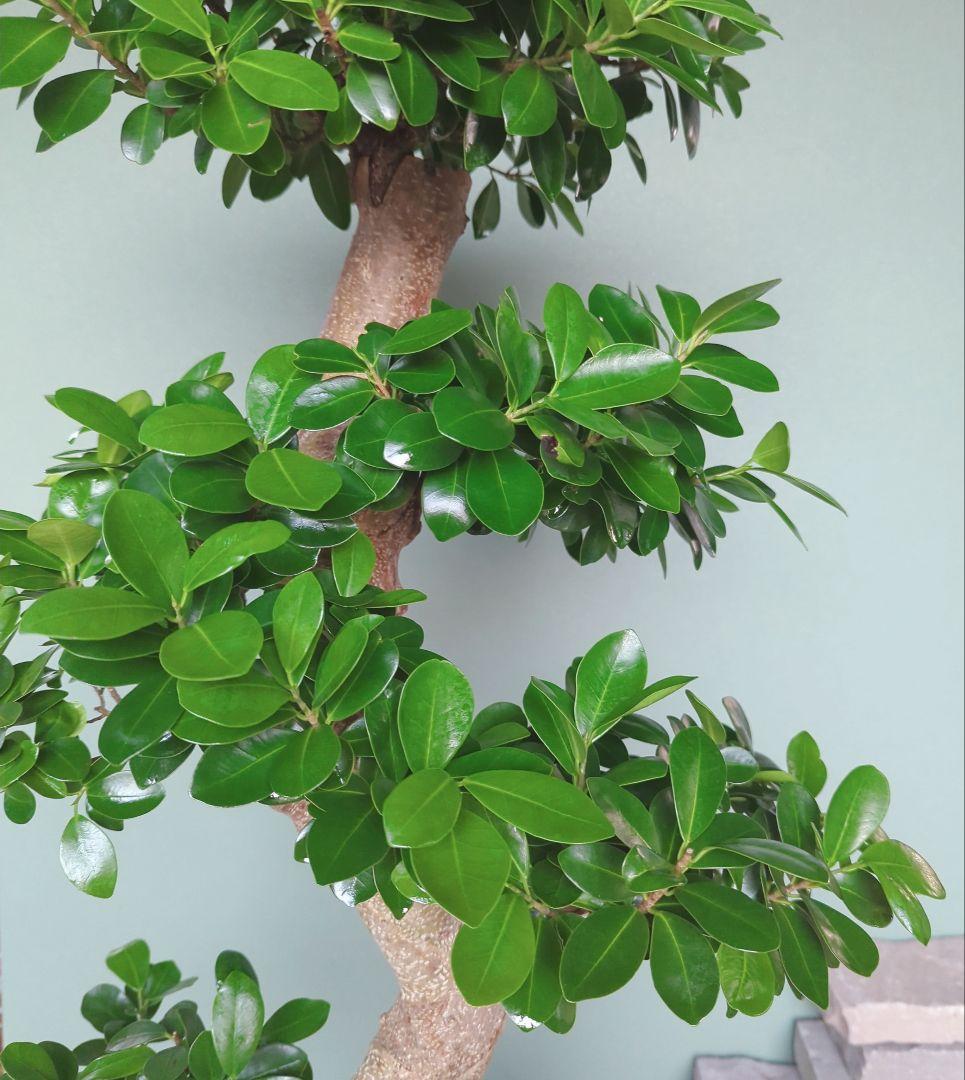 特大 《現品》昇り龍 ガジュマル ひねり 綺麗 曲がり 運気上昇