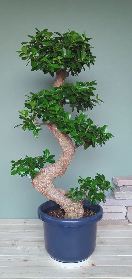 特大 《現品》昇り龍 ガジュマル ひねり 綺麗 曲がり 運気上昇