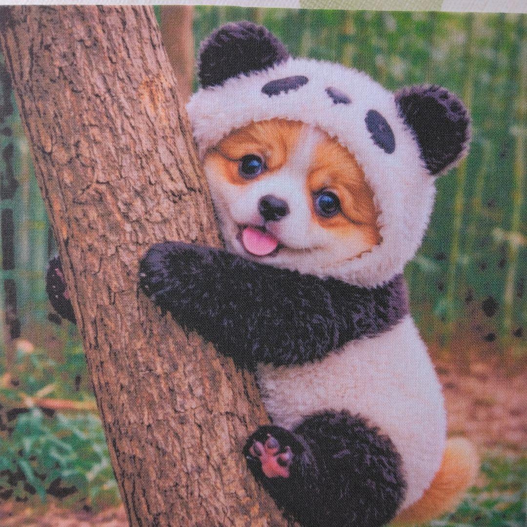 ☆受付☆パピヨン No.A