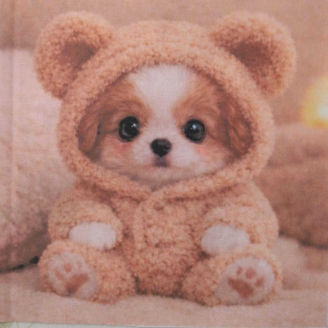 ☆受付☆パピヨン No.A