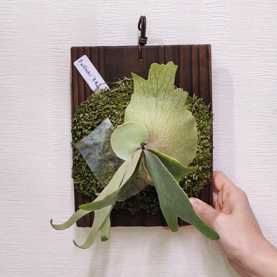 月光爪哇OC子株　ウィリンキー　ビカクシダ　willinckii ゲッコウジャワ