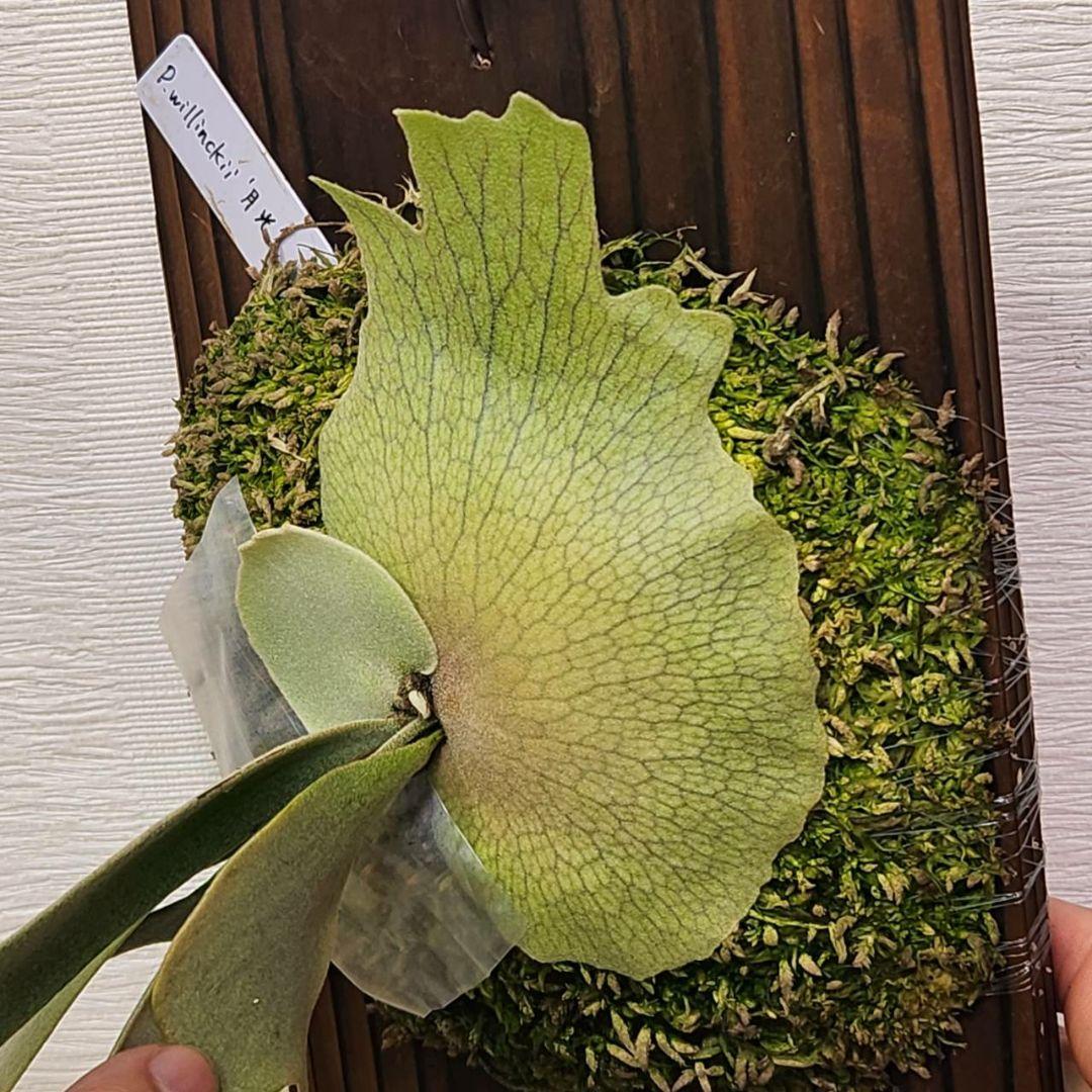 月光爪哇OC子株　ウィリンキー　ビカクシダ　willinckii ゲッコウジャワ