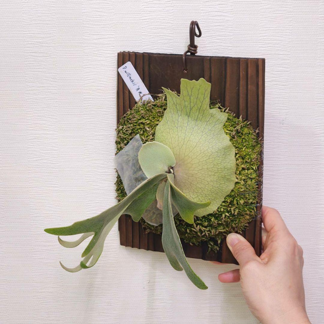 月光爪哇OC子株　ウィリンキー　ビカクシダ　willinckii ゲッコウジャワ