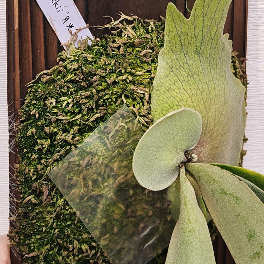 月光爪哇OC子株　ウィリンキー　ビカクシダ　willinckii ゲッコウジャワ