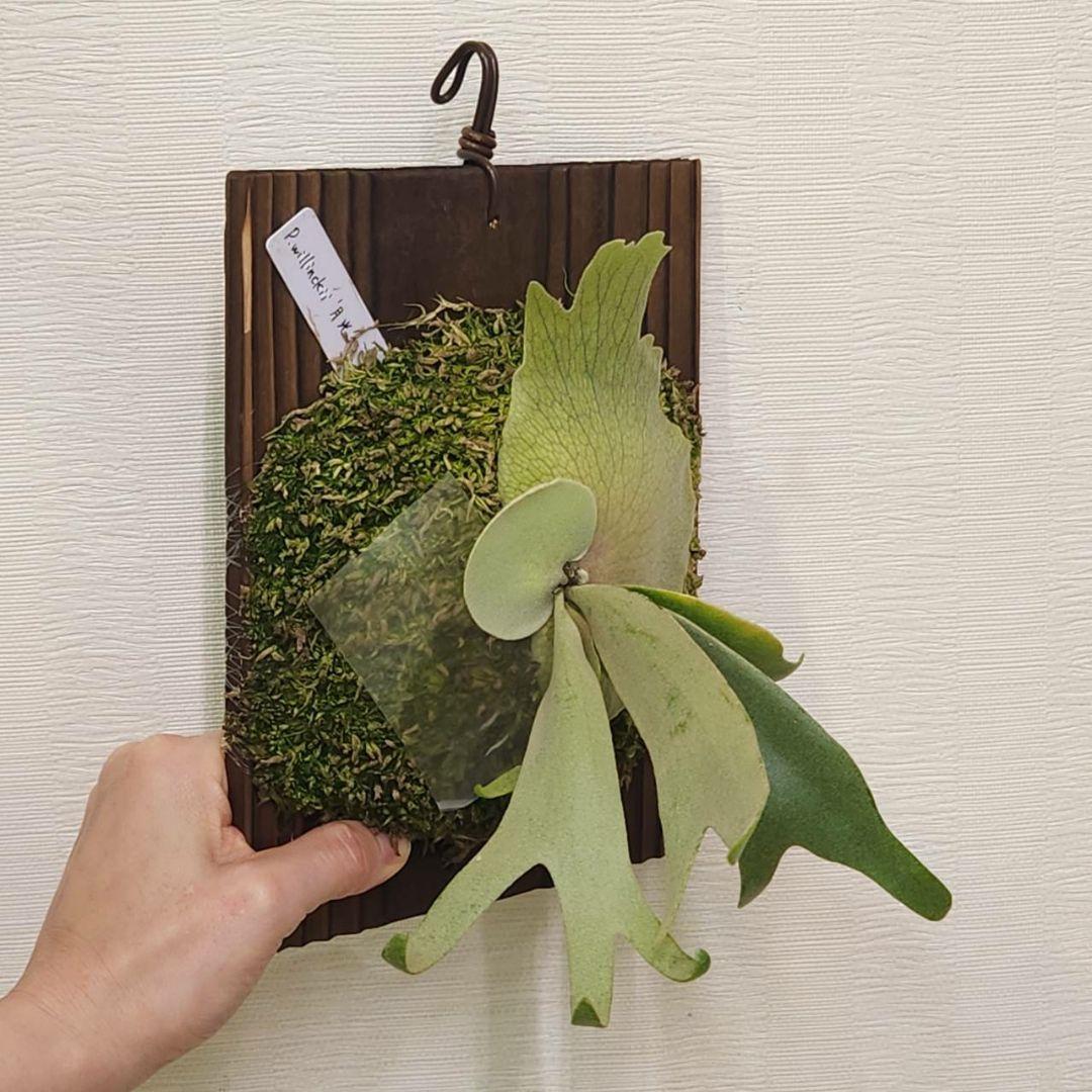 月光爪哇OC子株　ウィリンキー　ビカクシダ　willinckii ゲッコウジャワ