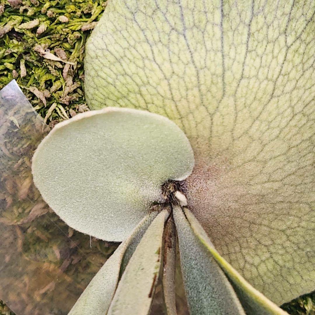 月光爪哇OC子株　ウィリンキー　ビカクシダ　willinckii ゲッコウジャワ