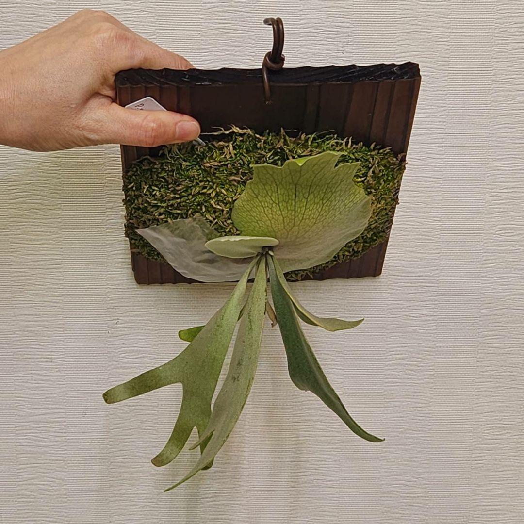 月光爪哇OC子株　ウィリンキー　ビカクシダ　willinckii ゲッコウジャワ