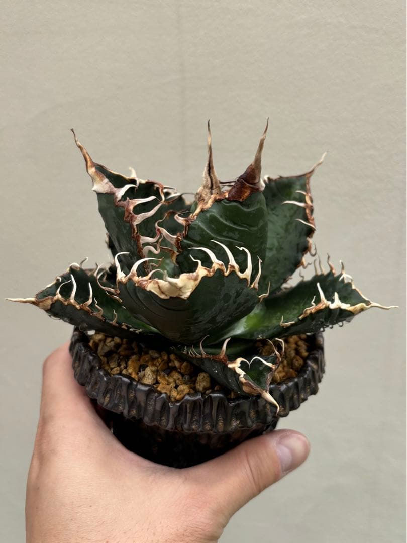 本日出品終了】 アガベ チタノタ 悪魔くん スーパーチタノタ BAKEMONO