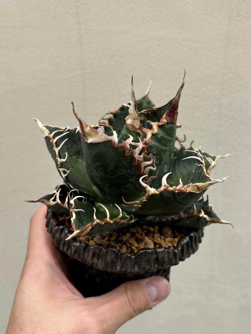 本日出品終了】 アガベ チタノタ 悪魔くん スーパーチタノタ BAKEMONO