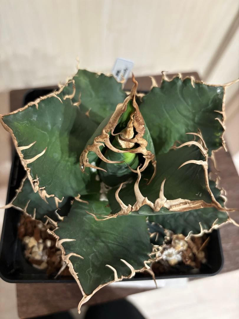 本日出品終了】 アガベ チタノタ 悪魔くん スーパーチタノタ BAKEMONO