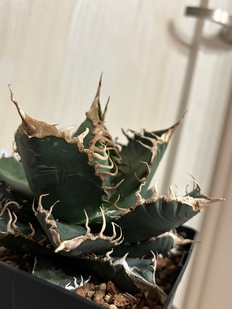 本日出品終了】 アガベ チタノタ 悪魔くん スーパーチタノタ BAKEMONO