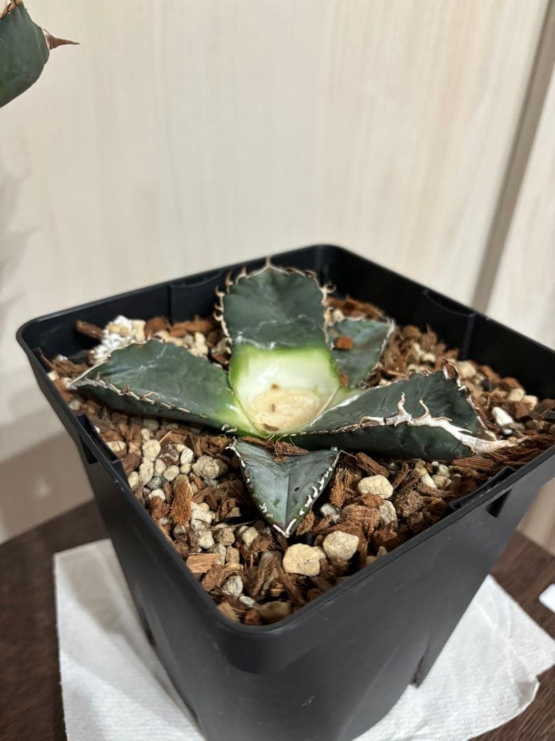 本日出品終了】 アガベ チタノタ 悪魔くん スーパーチタノタ BAKEMONO