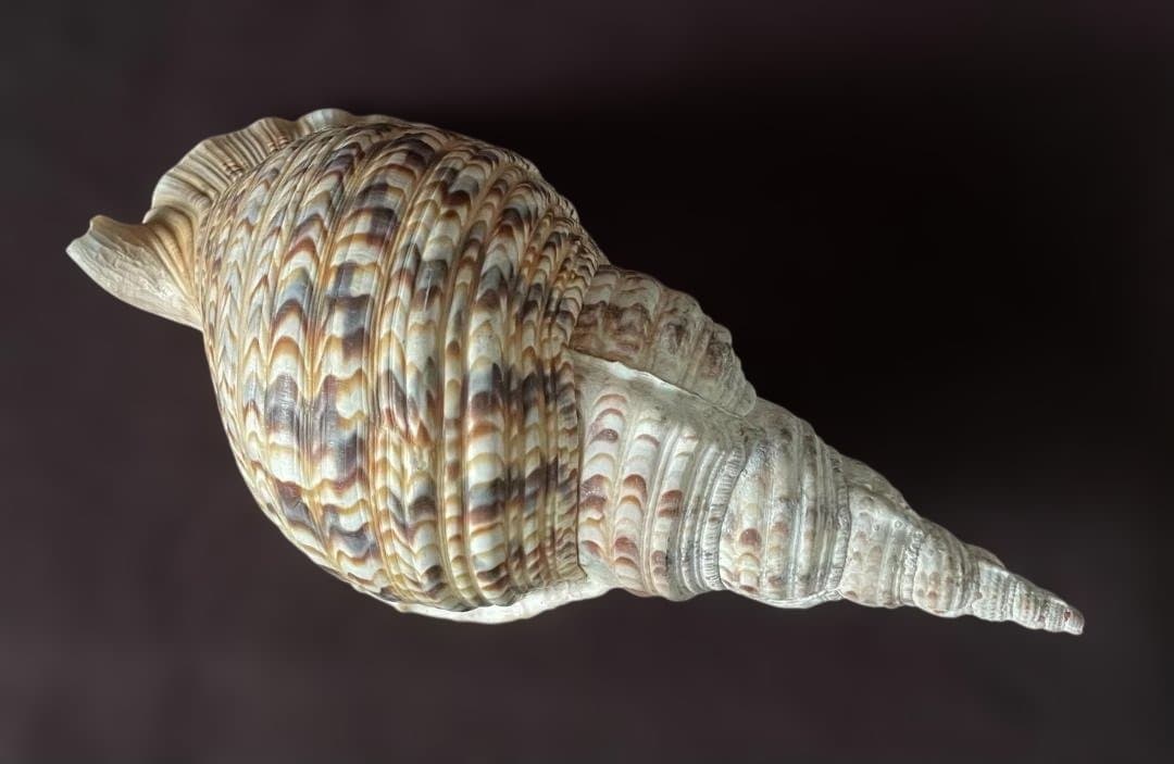 M*s様 アンティーク ほら貝 貝殻 インテリア