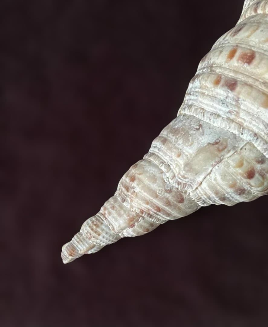 M*s様 アンティーク ほら貝 貝殻 インテリア