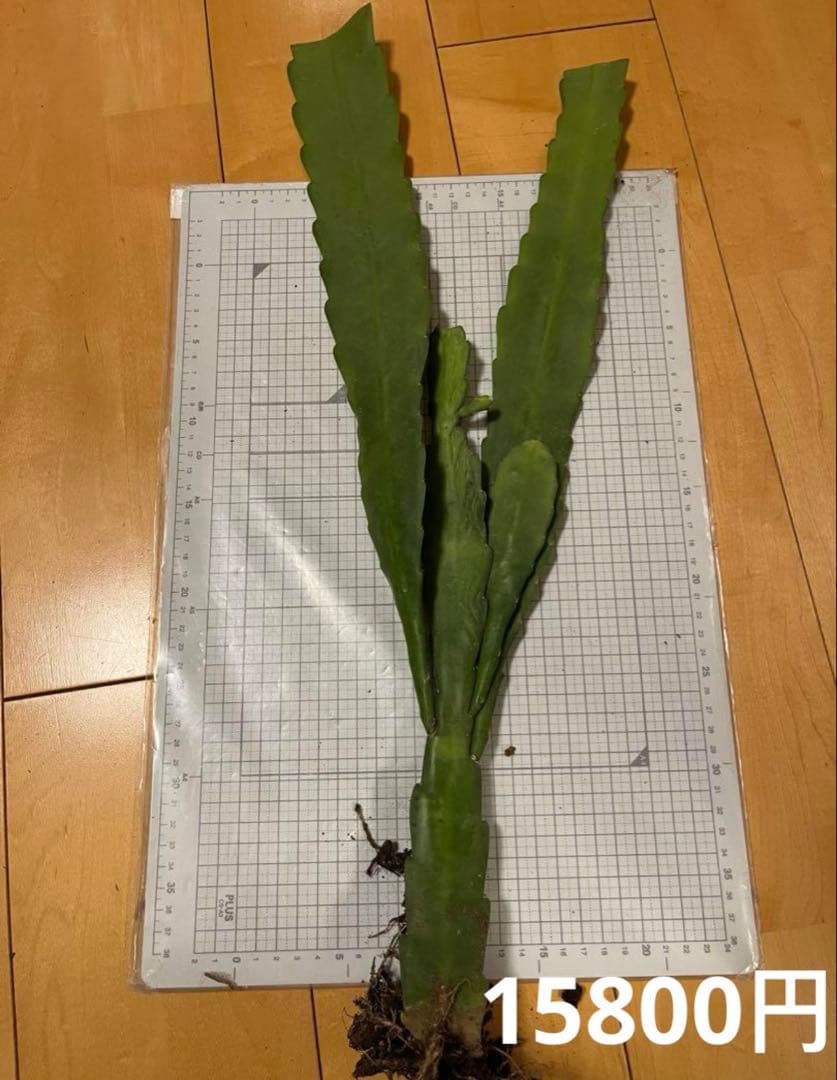 メル85316様　取り置き