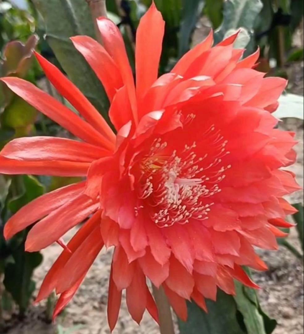 メル85316様　取り置き