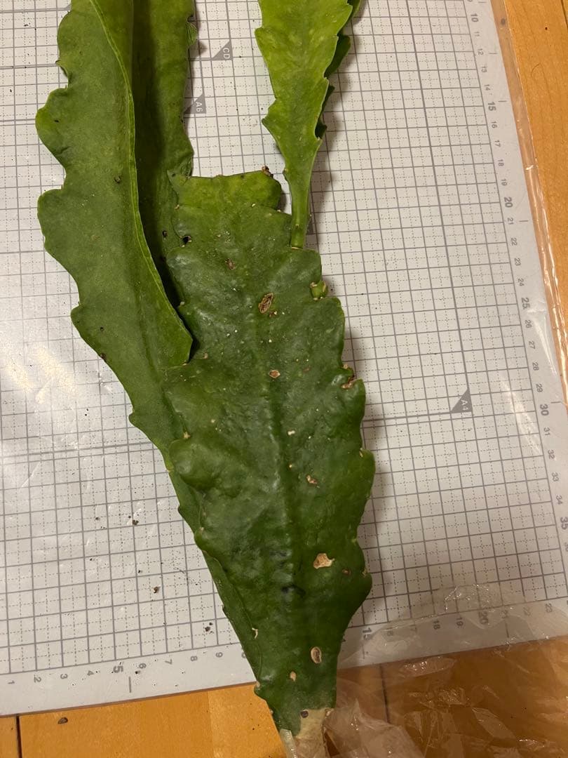 メル85316様　取り置き