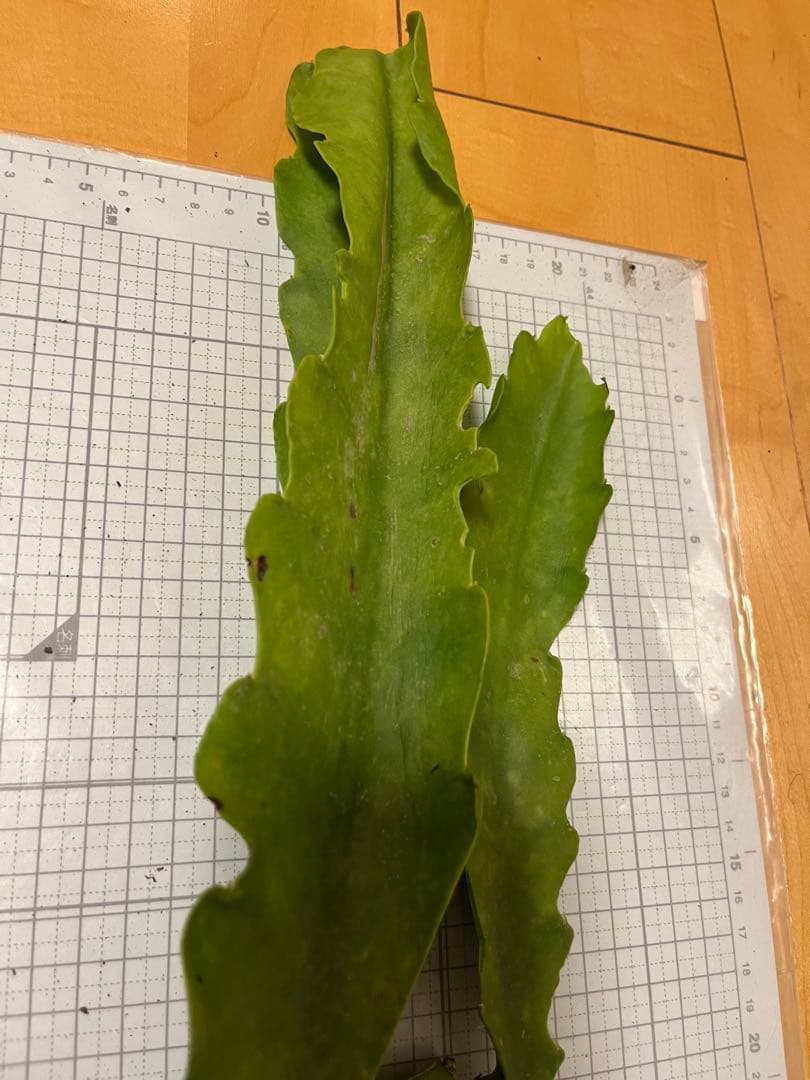 メル85316様　取り置き