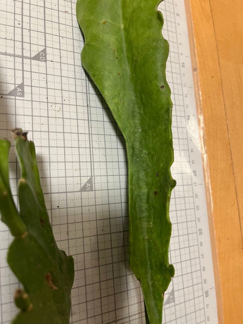 メル85316様　取り置き