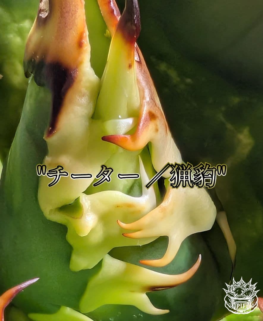 【Berlin産　超優良血統】\"チーター ／猟豹\"　子株出品