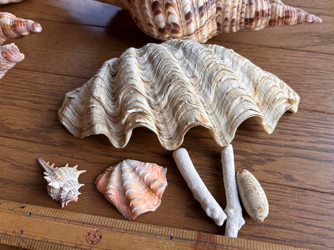 法螺貝　最大25cm、シャコガイ、珊瑚セット