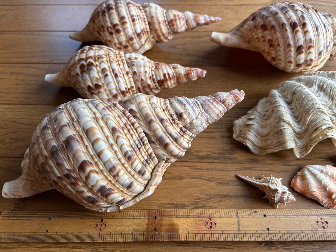 法螺貝　最大25cm、シャコガイ、珊瑚セット