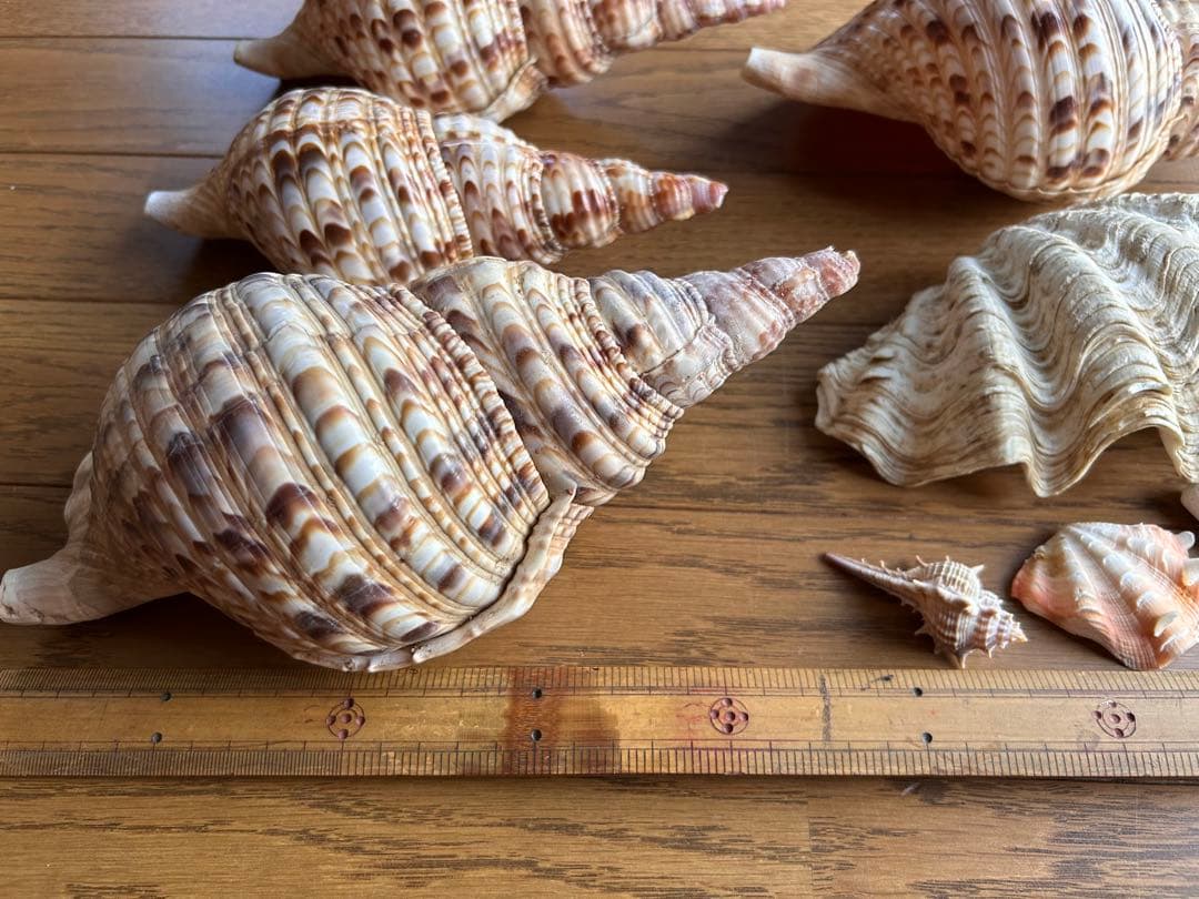 法螺貝　最大25cm、シャコガイ、珊瑚セット