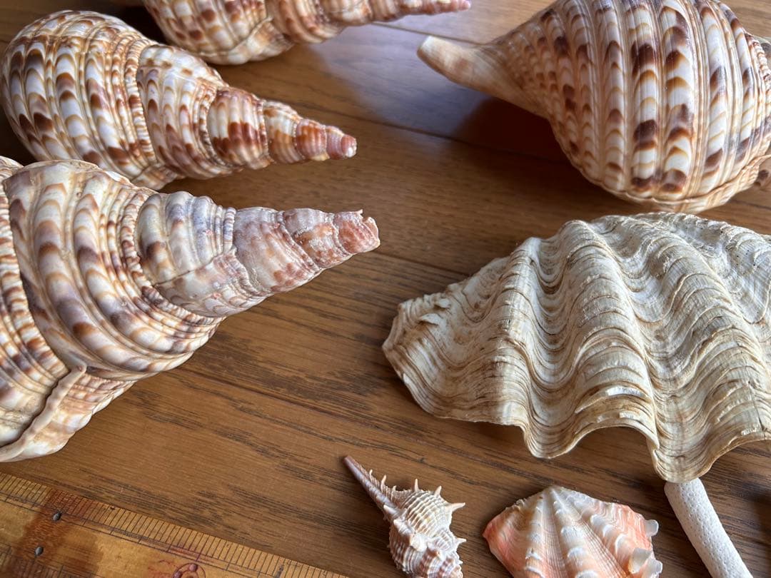 法螺貝　最大25cm、シャコガイ、珊瑚セット